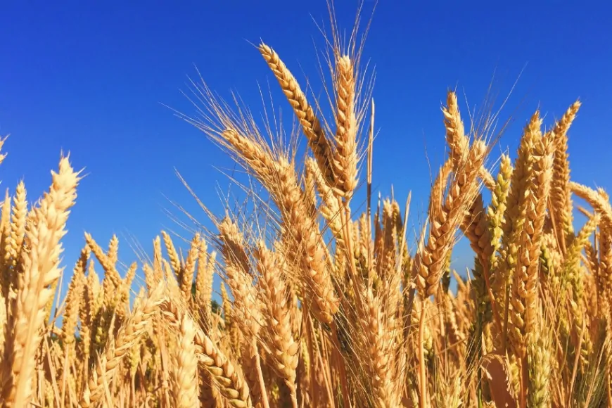 Çanakkale'de tohumluk 'Atalık Buğday' dağıtımı başlıyor