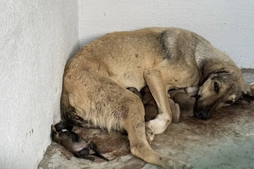 Çanakkale Hayvan Barınağında Neler Oluyor